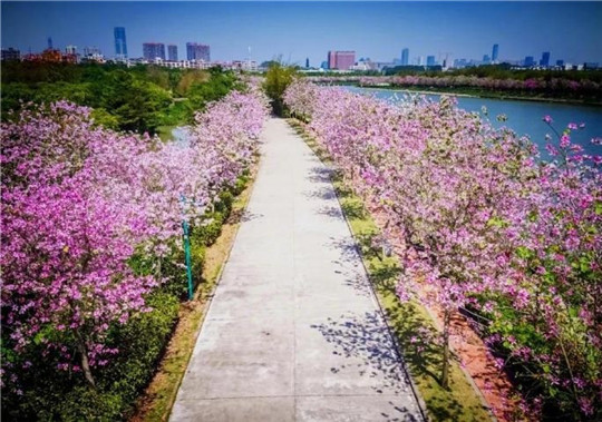 春天來了！華全發電機組趕往珠海，見證百花盛開！